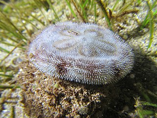 <i>Clypeaster</i> Genus of sea urchins