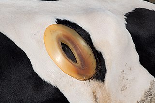 <span class="mw-page-title-main">Cannulated cow</span> Cow surgically fitted with a cannula