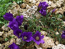 Edraianthus serpyllifolius.jpg