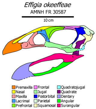 <i>Effigia</i> Extinct genus of Archosaurs