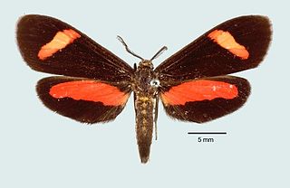 <i>Ephialtias bryce</i> Species of moth