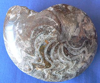 Goniatite order of molluscs (fossil)