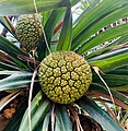 Fruit du pandanus (fara)