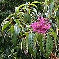 פקסיה "בלוריתית" (Fuchsia paniculata)