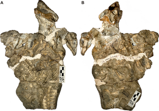 <i>Galesaurus</i> Extinct genus of cynodonts from the Triassic of South Africa