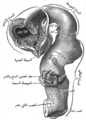 الصورة (4)