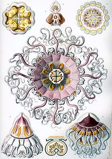 Haeckel Peromedusae.jpg