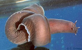 A hagfish completing a body knot. Hagfish knot.jpg