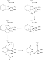 Intradiol Mechanism.png