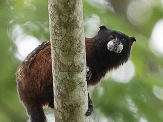 <span class="mw-page-title-main">Illiger's saddle-back tamarin</span> Species of New World monkey