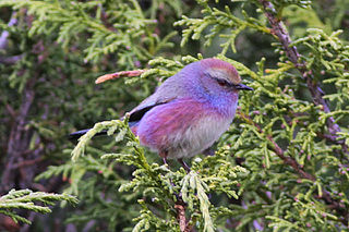 <span class="mw-page-title-main">White-browed tit-warbler</span> Songbird of the mountains of Tibet and China