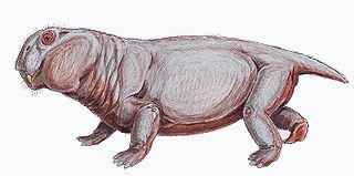 <i>Lystrosaurus</i> Assemblage Zone