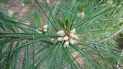 Pollen cones and young needles in late June