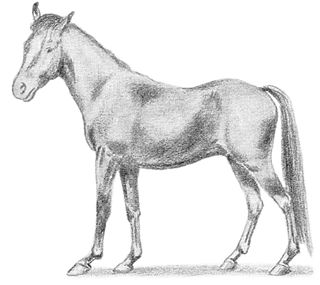 <span class="mw-page-title-main">Manipuri Pony</span> Breed of horse