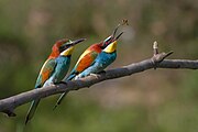 Photographie d'un couple de guêpiers d'Europe, réalisée par Pierre Dalous, conservateur et ornithologue au muséum de Toulouse, dans le cadre du projet Phœbus. (fr)[1]