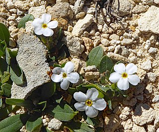 <i>Myosotis colensoi</i> Species of flowering plant