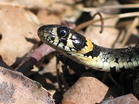 Cobra-de-água-de-colar - Natrix natrix