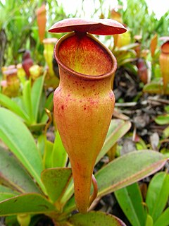 <i>Nepenthes pervillei</i> species of plant