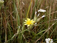 Nipplewort.jpg