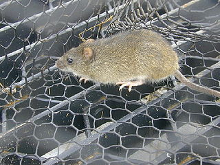 <span class="mw-page-title-main">Oryzomyini</span> Tribe of rodents