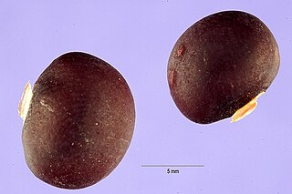 <i>Pachyrhizus ahipa</i> Species of legume