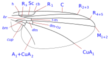 Wing veins Phytomyzinae wing veins-1.svg