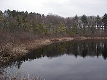 PineBog.jpg