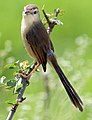 Flachlandprinie  (Prinia inornata, Kat. )