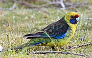 A green-yellow parrot with a blue chin, navy blue wings with blue-tipped feathers, blue-tipped wings, and a green-grey tail