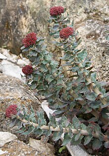 Rhodiola heterodonta.jpg