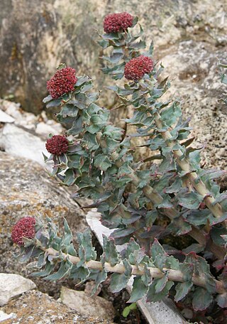 <i>Rhodiola</i> Genus of flowering plants