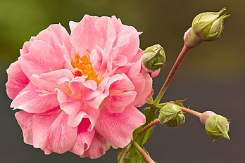 Rose Bourbon. (définition réelle 5 472 × 3 648)