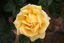 'Michelangelo' Rose Michelangelo 20070601.jpg