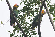 A green parrot with orange-yellow cheeks and nape, a maroon face and forehead, and white eye-spots