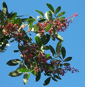 Schinus terebinthifolius