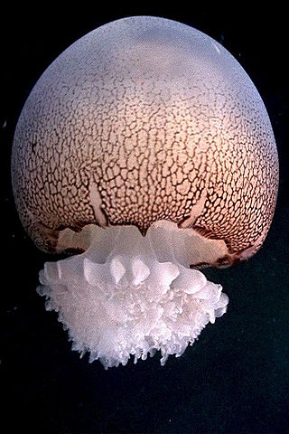 <span class="mw-page-title-main">Cannonball jellyfish</span> Species of jellyfish