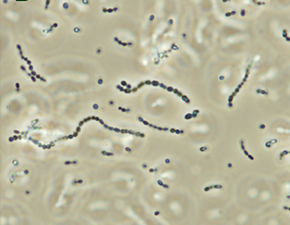 <i>Streptococcus iniae</i> Species of bacterium