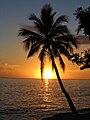 Image 2The palm is the symbol most associated with Caribbean identity. (from Culture of the Caribbean)