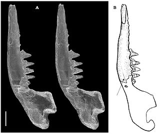 <i>Symmetrolestes</i> Extinct family of mammals