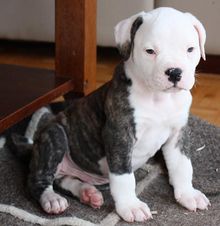 A six-week-old male American Bulldog puppy Taurus6weeks.jpg