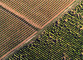 Tokaj wine region