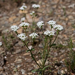 <i>Valeriana nuttallii</i> Species of flowering plant