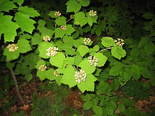 <i>Viburnum acerifolium</i> Species of flowering plant