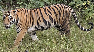 <span class="mw-page-title-main">Tiger</span> Large striped cat native to Asia