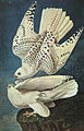 Image 36White gyrfalcons drawn by John James Audubon (from Conservation biology)