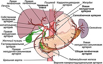 Чревный ствол и его ветви