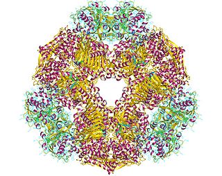 <span class="mw-page-title-main">Glutamate synthase (NADPH)</span>