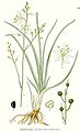 Anthericum ramosum L.