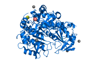 <span class="mw-page-title-main">Tripeptidyl peptidase I</span> Protein-coding gene in the species Homo sapiens