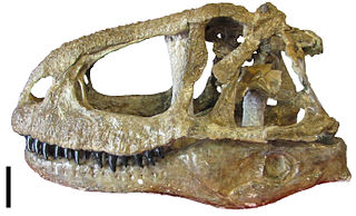 <i>Abelisaurus</i> Extinct genus of dinosaurs